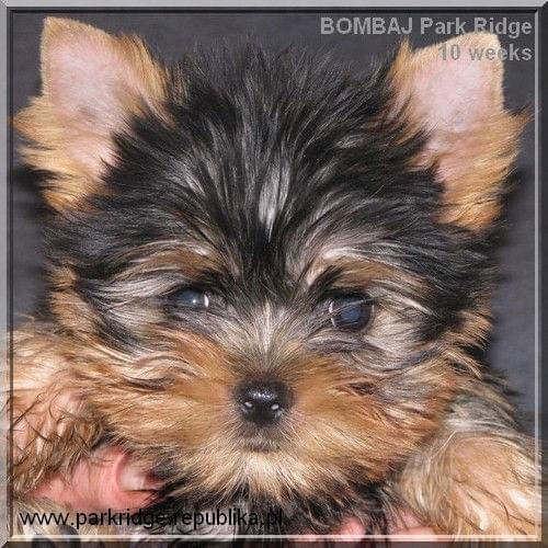 Park Ridge2B-yorki