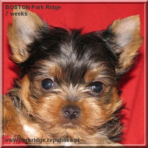 Park Ridge2B-yorki