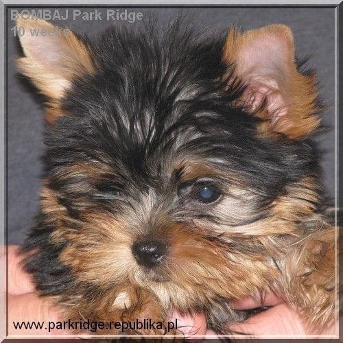 Park Ridge2B-yorki