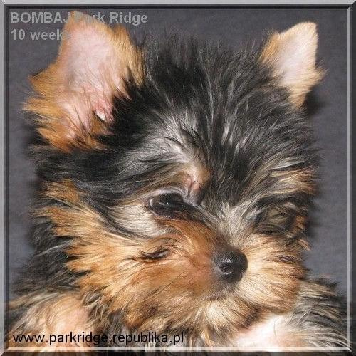 Park Ridge2B-yorki