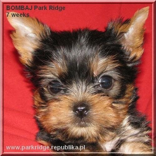 Park Ridge2B-yorki