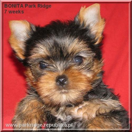 Park Ridge2B-yorki