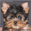 Park Ridge2B-yorki