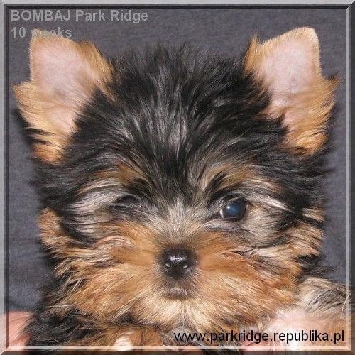 Park Ridge2B-yorki