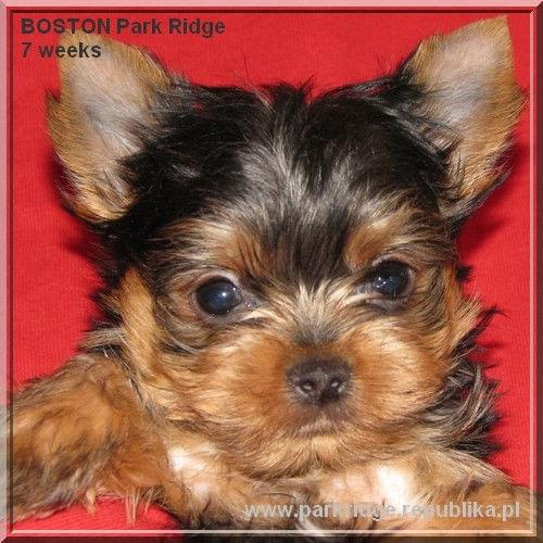 Park Ridge2B-yorki