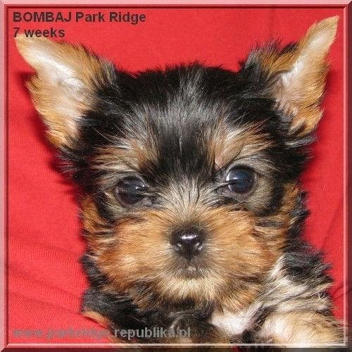 Park Ridge2B-yorki