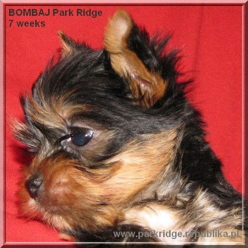 Park Ridge2B-yorki