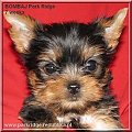 Park Ridge2B-yorki