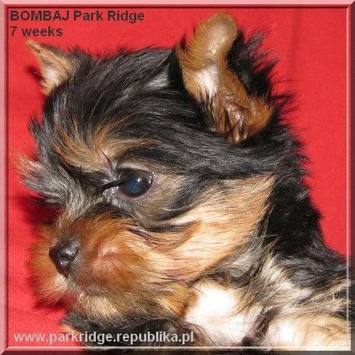 Park Ridge2B-yorki