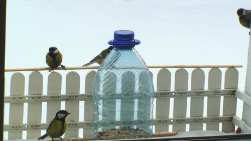 ... ptaki za moim oknem, dodatkowy "karmnik-butelka", ptaki chętnie z niej korzystają