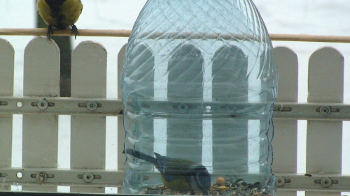 ... ptaki za moim oknem, dodatkowy "karmnik-butelka", ptaki chętnie z niej korzystają. Odważna Modraszka nawet mnie nie zauważa :)))