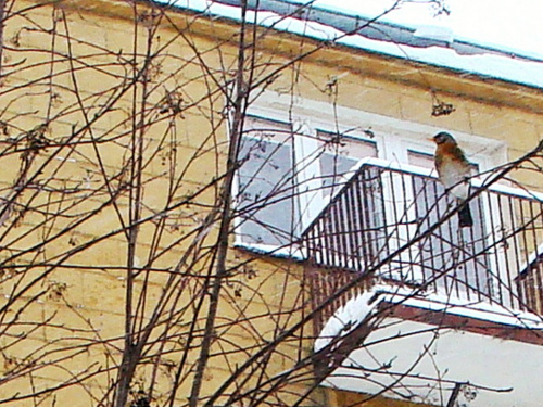 ...ptaki przed moim blokiem :)))