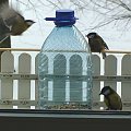 ... ptaki za moim oknem, dodatkowy "karmnik-butelka", ptaki chętnie z niej korzystają