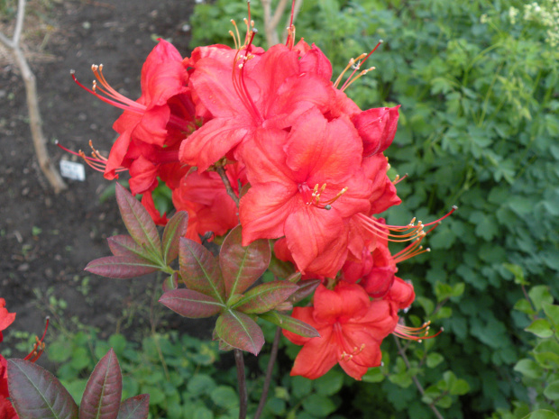 Rhododendr?on 'Fireball'