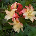 Rhododendron 'Cannon's Double'