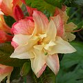 Rhododendron 'Cannon's Double'