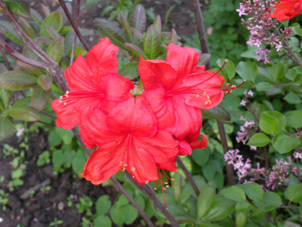 Rhododendr?on 'Fireball'