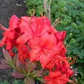 Rhododendr?on 'Fireball'