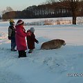 Maluchy sąsiadów wybiegły poklepać Lady