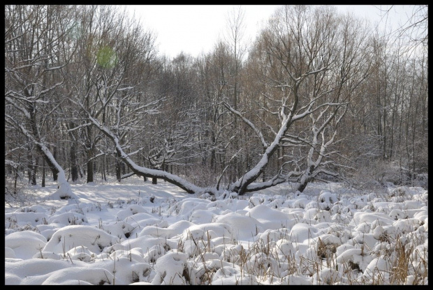 Zima w WPKIW Chorzów #zima #park #wpkiw