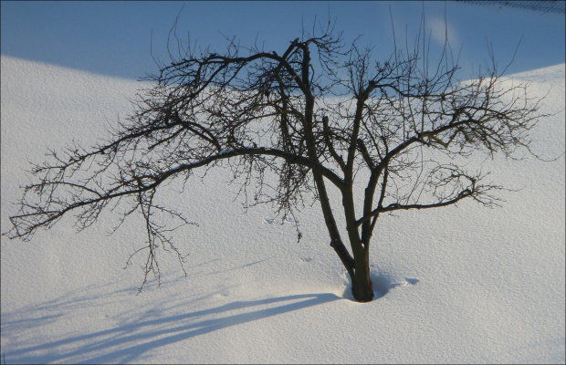 jabłonka