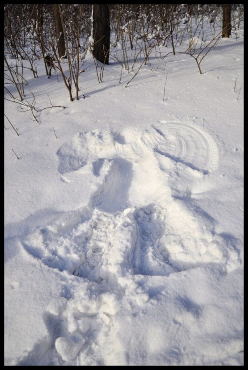 Zima w WPKIW Chorzów #zima #park #wpkiw #anioł