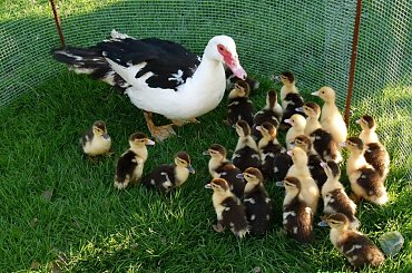 wczoraj na wsi byłam ... :)) #ptaki #drób #pisklęta #kaczuszki #wieś #Chomiąża #wiosna