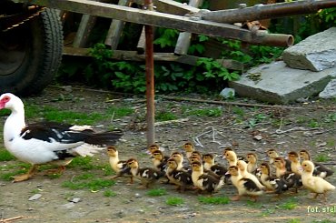 wczoraj na wsi byłam ... :)) **** ulub. wojdzirey **** #ptaki #drób #pisklęta #kaczuszki #wieś #Chomiąża #wiosna