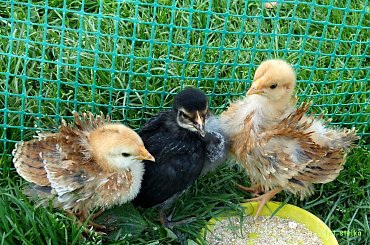 wczoraj na wsi byłam ... :)) #ptaki #drób #pisklęta #kurczaczki #kurczęta #wieś #Chomiąża #wiosna