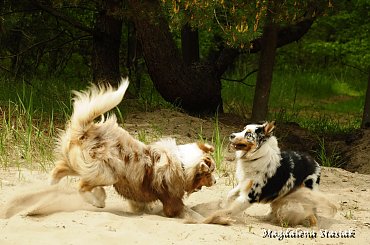 #aussie #OwczarekAustralijski #psy #las