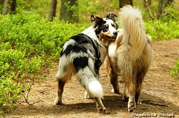 #aussie #OwczarekAustralijski #psy #las