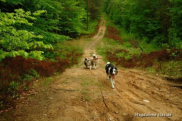 #aussie #OwczarekAustralijski #psy #las