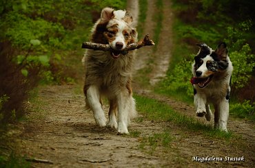 #aussie #OwczarekAustralijski #psy #las