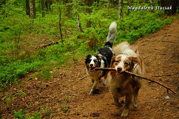 #aussie #OwczarekAustralijski #psy #las