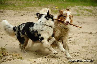 #aussie #OwczarekAustralijski #psy #las