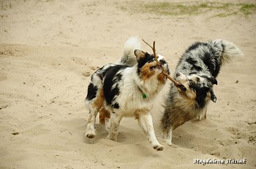 #aussie #OwczarekAustralijski #psy #las