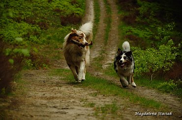 #aussie #OwczarekAustralijski #psy #las