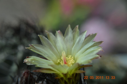 Neoporteria paucicostata v. viridis