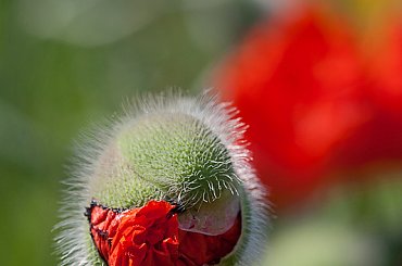 Nieśmiały maczek... #arietiss #flora #kwiaty #mak #wiosna