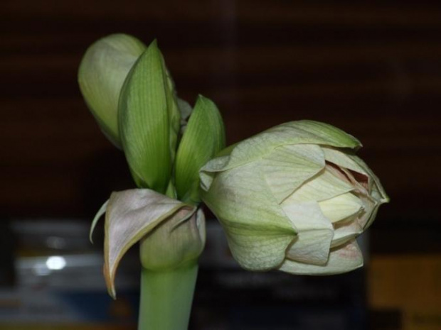 odmiana 'Double Record' - 6 lutego 2010 #amarylis #DoubleRecord #Hippeastrum #hydroponika