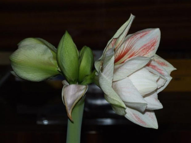 odmiana 'Double Record' - 6 lutego 2010 #amarylis #DoubleRecord #Hippeastrum #hydroponika