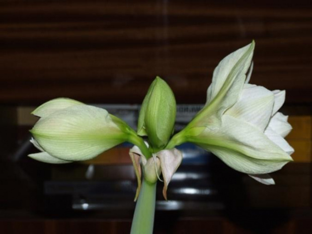 odmiana 'Double Record' - 6 lutego 2010 #amarylis #DoubleRecord #Hippeastrum #hydroponika