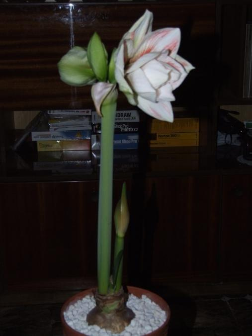 odmiana 'Double Record' - 6 lutego 2010 #amarylis #DoubleRecord #Hippeastrum #hydroponika