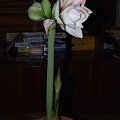 odmiana 'Double Record' - 6 lutego 2010 #amarylis #DoubleRecord #Hippeastrum #hydroponika