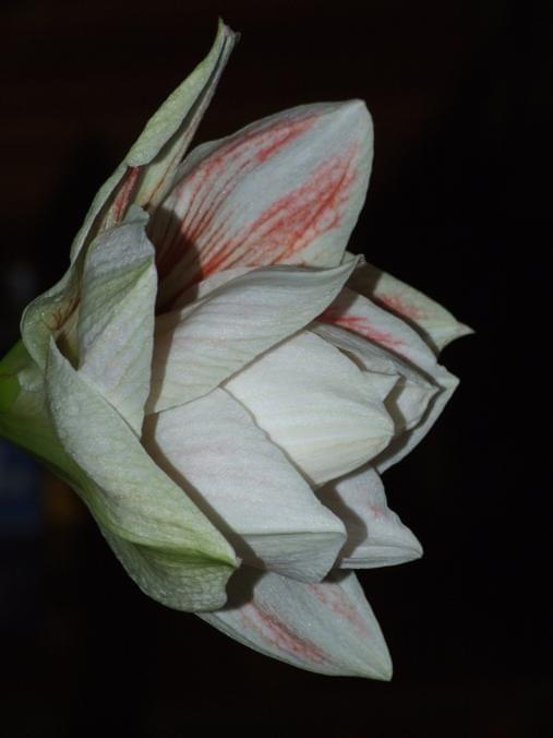 odmiana 'Double Record' - 6 lutego 2010 #amarylis #DoubleRecord #Hippeastrum #hydroponika