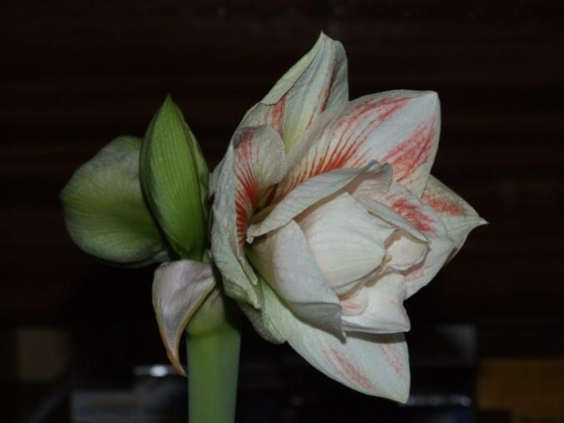 odmiana 'Double Record' - 6 lutego 2010 #amarylis #DoubleRecord #Hippeastrum #hydroponika