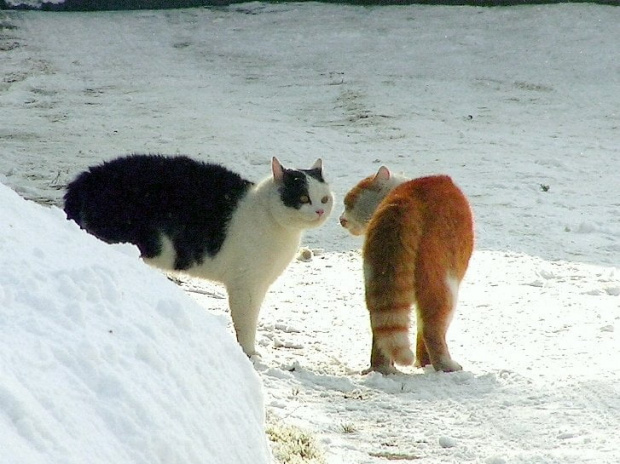 To biało-rude, to chyba kotka (czarna na pewno), bo moja Murka ją toleruje , choć generalnie kocurami gardzi :)