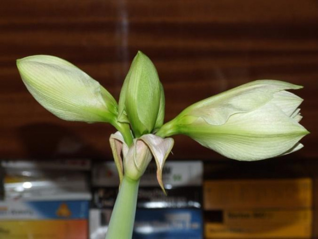 odmiana 'Double Record' - 6 lutego 2010 #amarylis #DoubleRecord #Hippeastrum #hydroponika