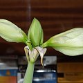 odmiana 'Double Record' - 6 lutego 2010 #amarylis #DoubleRecord #Hippeastrum #hydroponika