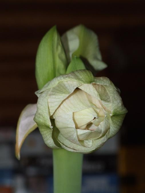 odmiana 'Double Record' - 6 lutego 2010 #amarylis #DoubleRecord #Hippeastrum #hydroponika